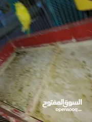  15 جوز حب هوجو رومو لاتينو  وردات فل شغال للبيع او للبدل علا جوز كنار .. اقرأ الوصف .. للبيع بدون قفص