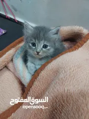  16 قطط كاليكو مكس شيرازي عمر شهرين
