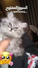  1 pure kitten