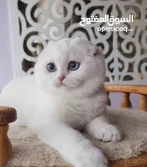  2 ⸻  Beautiful Scottish Fold Kitten – 14 Weeks Old – Ready for a New Home!