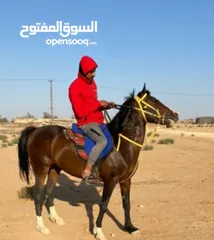  3 فرس عربيه بدون أوراق العمر 5سنين