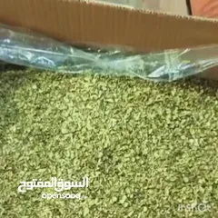  5 أوريغانو شيرازي ممتاز، طازج من حصاد هذا العام، بعطر سماوي من الدرجة الأولى