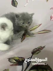  5 Persian short hair kitten