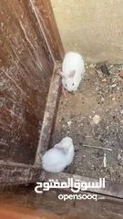  2 ذكر وانثى بلدي مع ولادهم