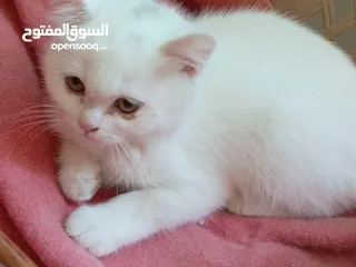  4 قطه و قط كتن كتنز بيبي القطه همالايا و صغيره شيرازي ابيض  و  سكوتش مع 7 اولاد و قنفذ و سلحفاه و بطه