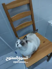  2 أنثى راغدول للتبني عمر 5 أشهر