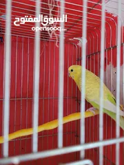  2 طيور حب للبيع المستعجل بسبب عدم التفرغ
