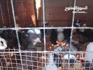  3 صيصان فرح ذيبا عمر من اسبوع لغايه شهرين ويوجد صيصان براهمي بف عمر شهرين