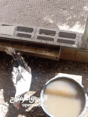  1 بطا لى البيع السعر خمسين شيكل وفي مجال لى المفصلي