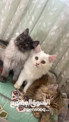  3 قطط جميله شيرازيه اصليه للبيع العمر شهرين ونص
