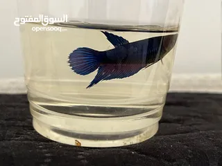  16 سمك فايتر واحواض للبيع