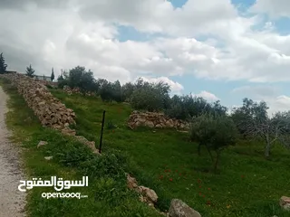  8 لقطة مزرعة مميزة 7 دونمات اراضي جرش عنيبة مشجره جاهزة