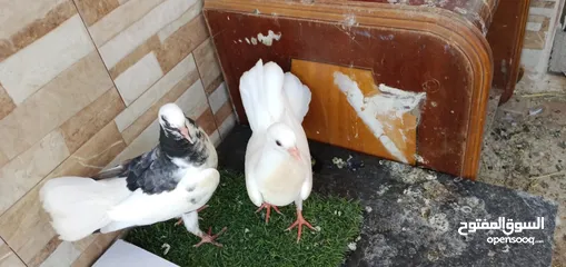  1 10 جواز حمام شغاله نخب مشكله مع فراخها بسعر حرق وممكن البدل