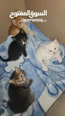  5 قطط شيرازي للبيع