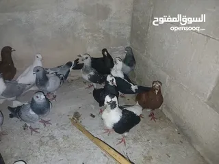  21 كوم كامل للبيع  دينارين ونص الحبه زق وكش الفحول كلها كش