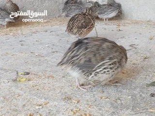  8 فربات للبيع ....