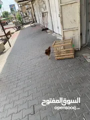 2 دجاج عرب بياضات