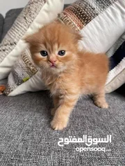  28 Adorable Scottish fold chinchilla kittens