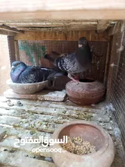  3 افضل انواع الزاجل بمواصفات عاليه