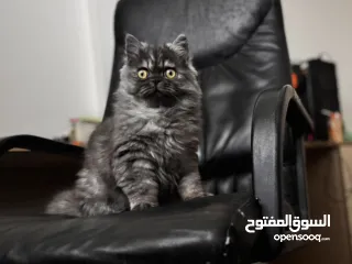  1 قطط للتبني