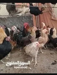  1 دجاج عماني للبيع