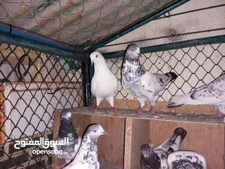  5 Pakistani pigeons highflyers