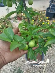  9 اقوى عروض بالمملكة   يوجد #مختصين #لتقليم #ورش #الاشجار #وصيانه #الحدائق