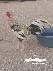  4 ديك 2 باكستاني وديك 3 الأمروك