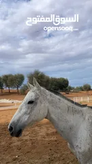  1 خيل اوربي عمره خمس سنين