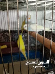  13 Othman10Othman@@