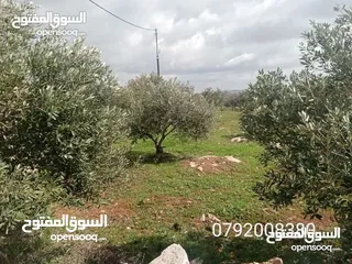  13 فرصه للشراء ارض مشجره جاهزه داخل التنظيم ومخدومه شارع معبد خدمات كامله ومطله