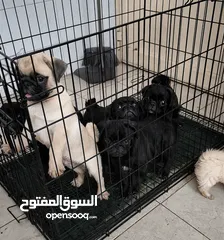  3 Pug Puppies Dubai-UAE