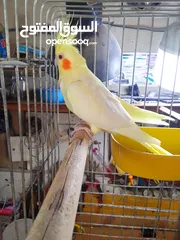  3 جوز ببغاء كوكتيل