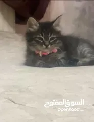  1 انثى شنشيلا 3 اشهر