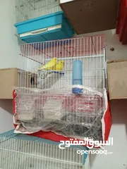  3 جوز كوكتيل شغال ومكفول للبيع او البدل ع كنار او روز او دره شغال