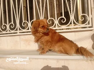  13 كلب للبيع أليف لعوب جدا بحب الناس