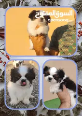  4 Beautiful Shihtzu pups