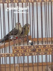  3 فراخ بندوق حسون للبيع
