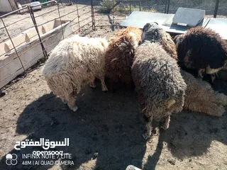  6 خرفان أضاحي وزن ثقيل نخب 60 كيلو قائم العمر 9 شهور و اكثر
