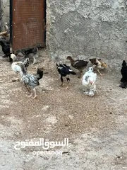 6 فراخ دجاج براهمي جميع الانواع البزرة الاصليه وباكستاني ماخذات جميع المطاعيم