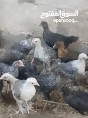  7 فرخات دجاج عمر شهر ونص