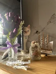  2 قط همالايا اورانج عمر 6 شهور