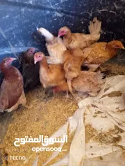  3 فرخات بلدي و. بيض بلدي طازج ومخصب