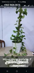  1 Money plant for sale