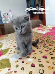  1 Male Scottish Fold KITTENS  are Very Loving and Playful Kittens for Rehoming