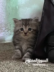  5 قط انثى شانشيلا للبيع بسعر مغري