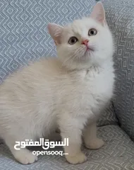  2 ذكر بريتيش عمر 4 شهور ونصف