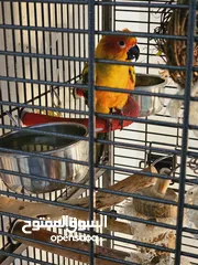  8 Hand tamed Sun Conure. His name is Cookie.