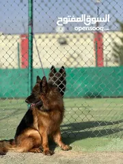  13 German shepherd