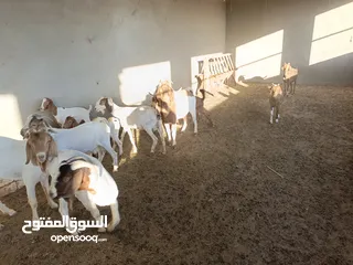  6 ماعز خليط موجود كمية